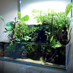 3 Tips to Maintain Your Aqua Terrarium for Years; Read this Before You Create One!