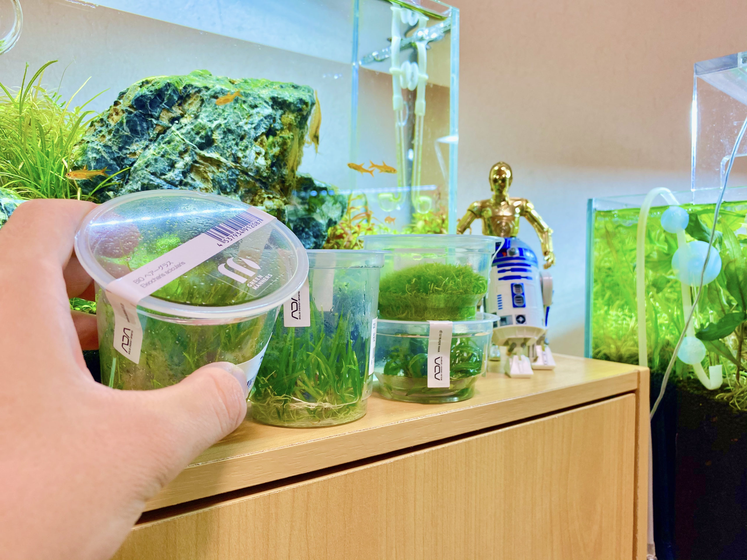Everything You Need to Know About Tissue Culture Aquatic Plants