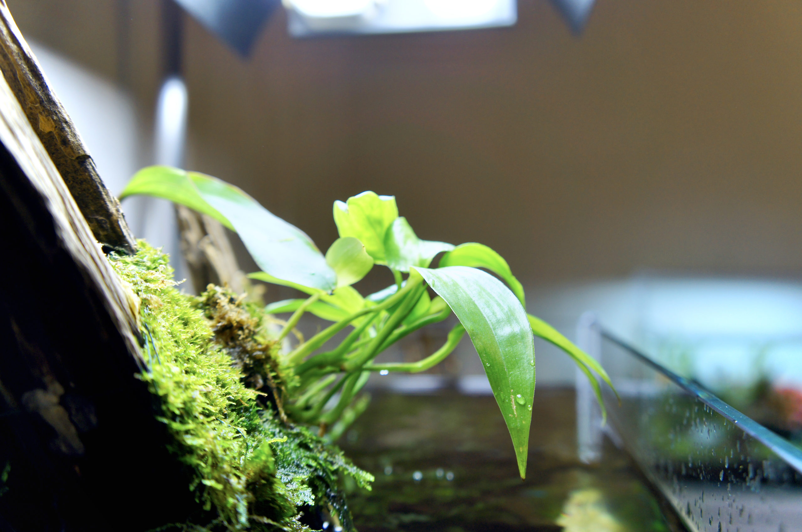 Top 3 Benefits of Philodendron sp. ‘Papua New Guinea’  in a Planted Aquarium!