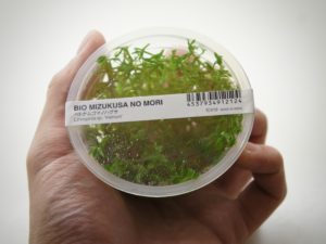 Looking for a Bush-like Aquatic Plant? Limnophila sp. “Vietnam” Propagation Tips