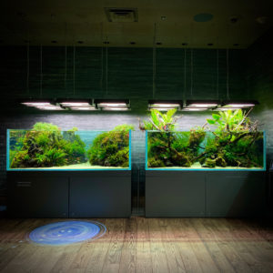 How to Visit Sumida Aquarium Tokyo in 2021!