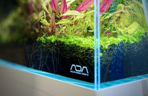 How to Make a Carpet in Your Tank with Micanthemum sp.