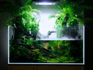 How to Create a Land Area in Your Tank WITHOUT Adding Soil- Paludarium Tips